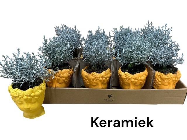 <h4>ARR TUINPLANTEN</h4>