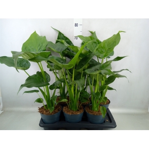 Alocasia cucullata