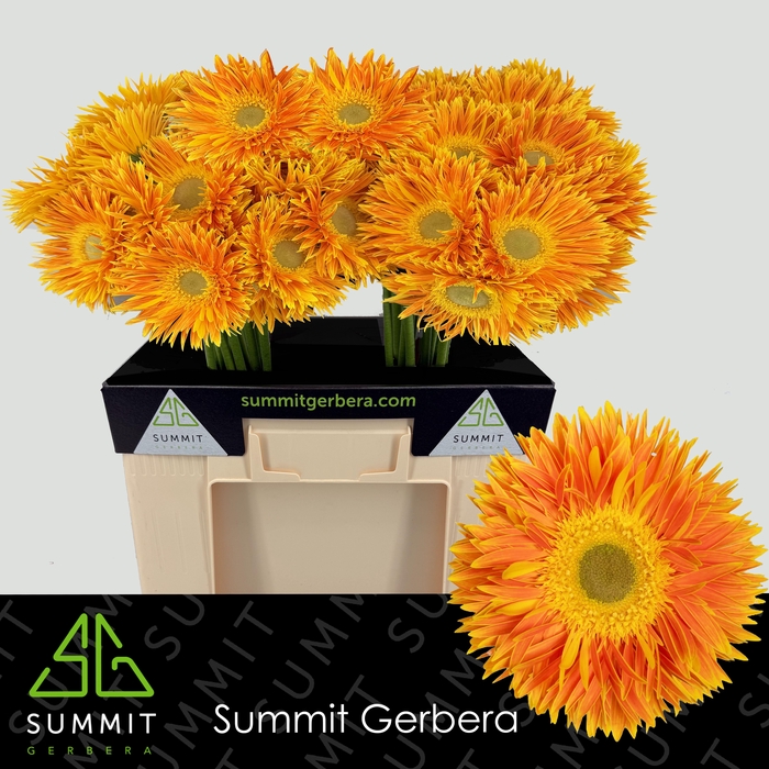 <h4>Gerbera Spider Maui Water</h4>