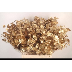 EUC CIN KLB P BOS H%