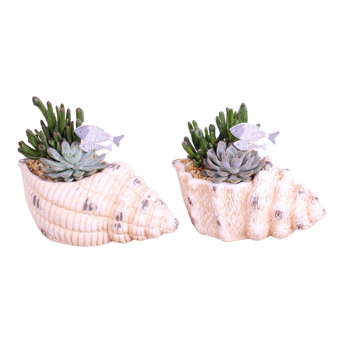 <h4>Opm Maritime Arr. Succulent Ceramic SeaShell Mix</h4>
