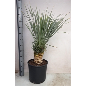 YUC ROSTRATA