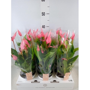 Anthurium andr. 'Lilli'