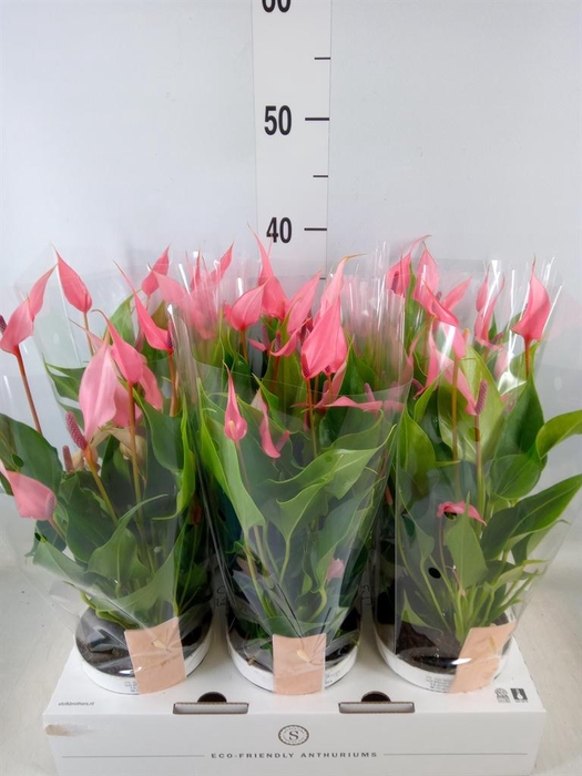 <h4>Anthurium andr. 'Lilli'</h4>