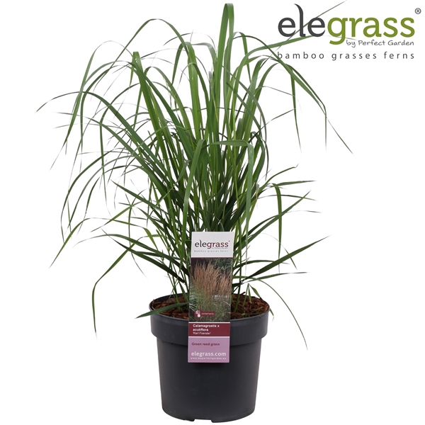 <h4>Calamagrostis x 'Karl Foerster' P19</h4>
