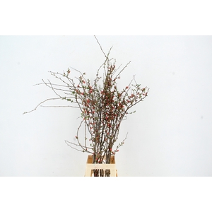 CHAENOMELES JAPONICA RED 080CM