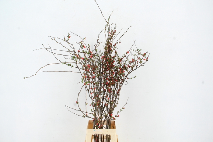 <h4>CHAENOMELES JAPONICA RED 080CM</h4>