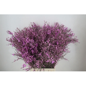 Ginster 400gr Lilac P Bunch