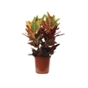 CROTON HIBRIDO EXCELLENT P17