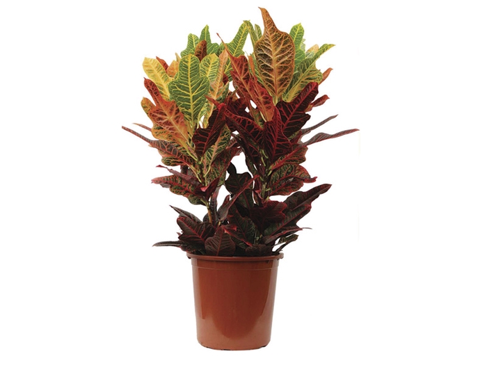 <h4>CROTON HIBRIDO EXCELLENT P17</h4>