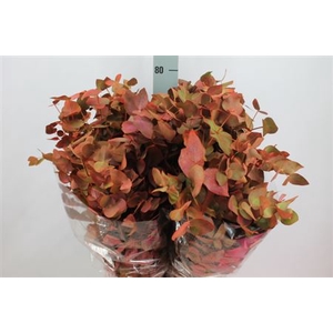Euca Cinerea Klb Herfst Lang 300 Gram