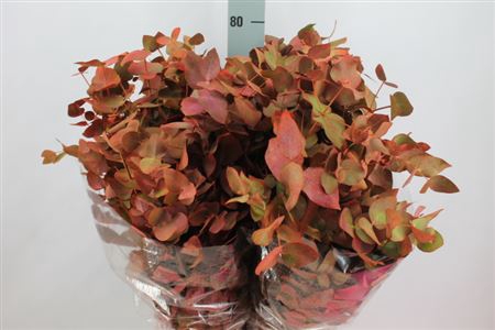 <h4>Euca Cinerea Klb Herfst Lang 300 Gram</h4>