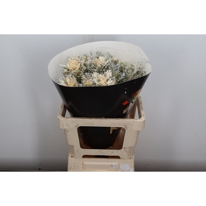 Snijgroen Brass Klb H