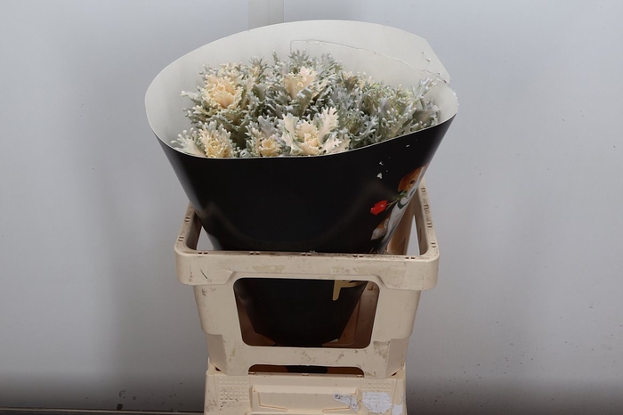 <h4>Brassica Wx (spider) Oceana</h4>