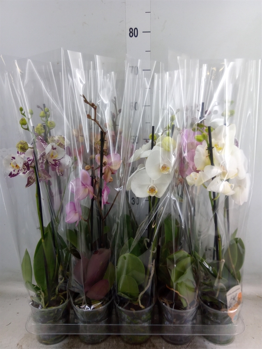 <h4>Phalaenopsis   ...mix  5</h4>