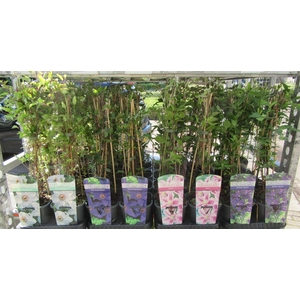 arr8 Clem Mixk 1 Kleur Per Tray