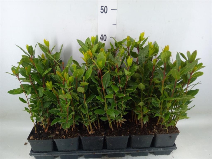 <h4>Laurus nobilis</h4>