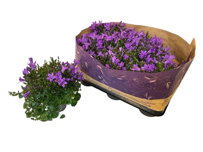 <h4>CAMP POR BLUEONE</h4>