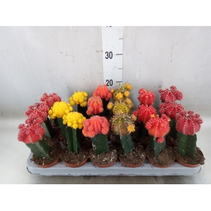 Gymnocalycium mihanov. 'Brasil'