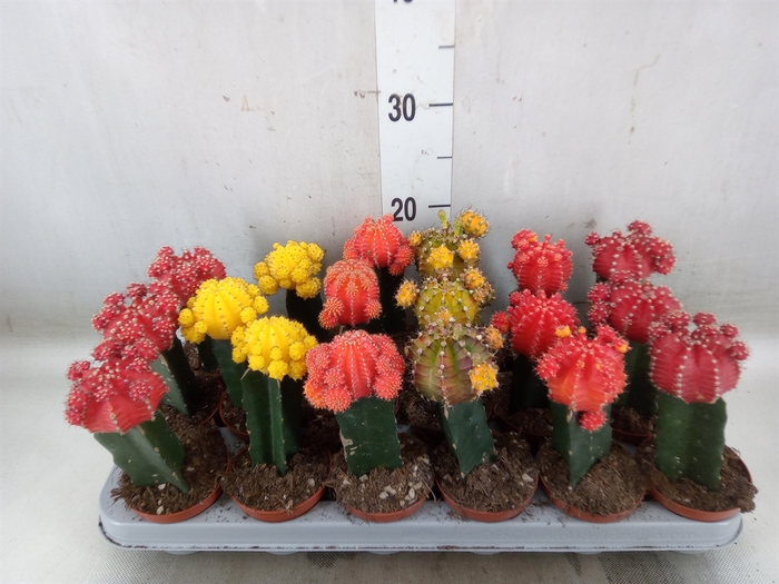 <h4>Gymnocalycium mihanov. 'Brasil'</h4>