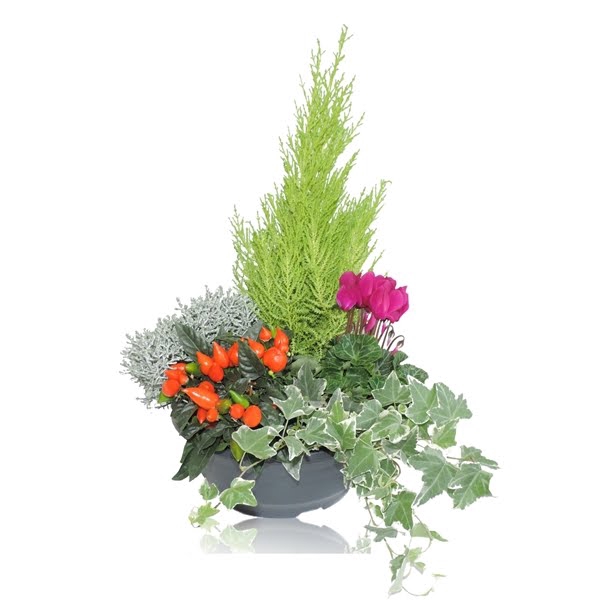 Arrangement in Schaal 23 cm