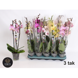 PHAL GEM 5 KL