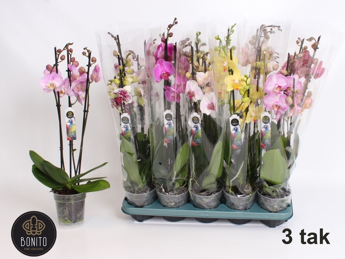 <h4>PHAL GEM 5 KL</h4>