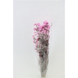 DRIED AMMOBIUM PINK BUNCH