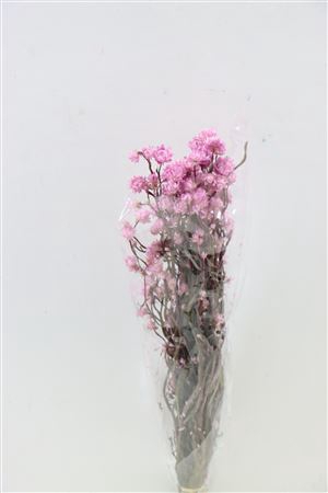 <h4>DRIED AMMOBIUM PINK BUNCH</h4>