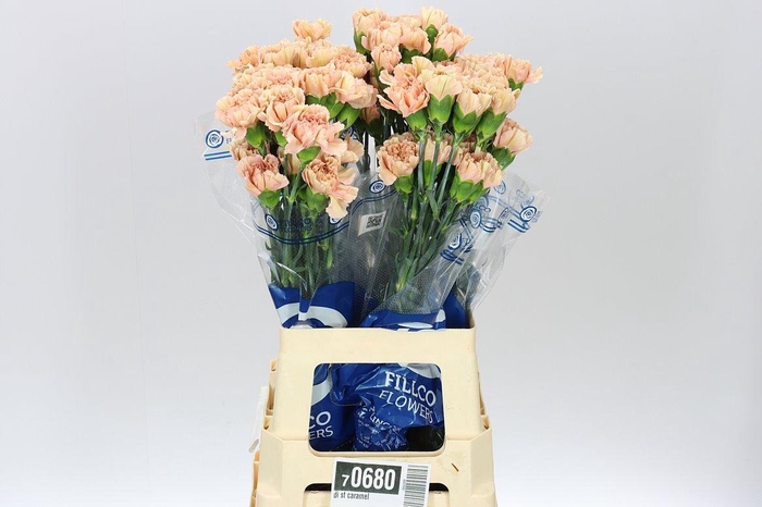 <h4>Di St Caramel BD</h4>