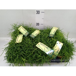 Rhipsalis baccifera 'Oasis'