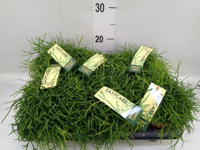 <h4>Rhipsalis baccifera 'Oasis'</h4>