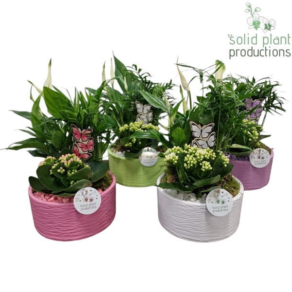 SCK003 Loes Actie Mix