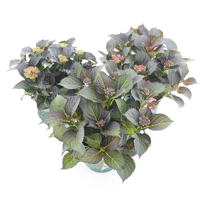 <h4>Hydrangea macrophylla overig</h4>