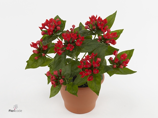 Bouvardia  'Bellev Fire Red'