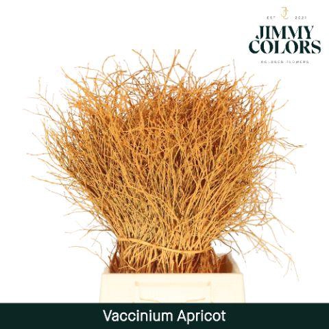 <h4>Vaccinium L50 Apricot</h4>