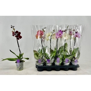 PHAL GEM