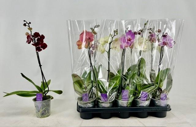 <h4>PHAL GEM</h4>