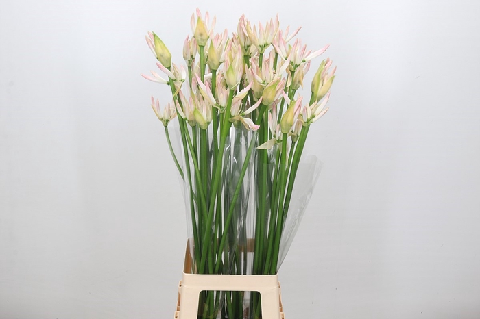 <h4>Nerine Bicolor Bionce</h4>