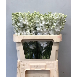 DELPH DU CENTU WHITE