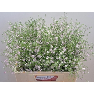 ZOMERBLOEMEN OV BS