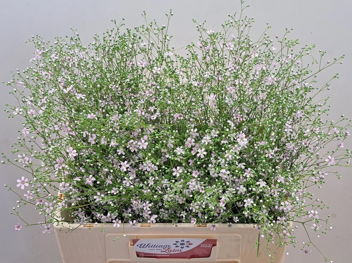 <h4>ZOMERBLOEMEN OV BS</h4>