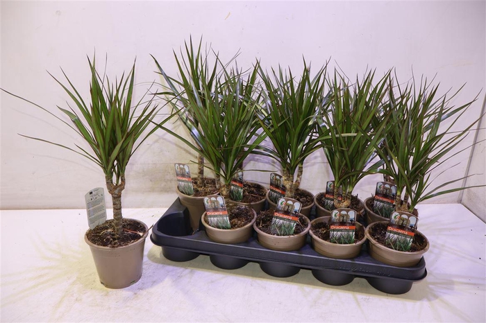 <h4>arr8 Dra Marginata</h4>