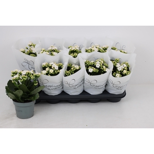 Kal Ge Perfecta Whit