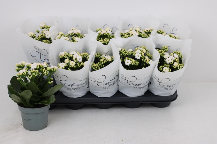 <h4>KAL GE PERFECTA WHIT</h4>