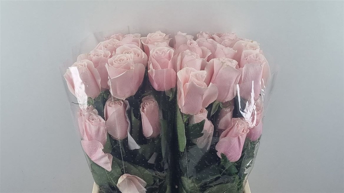 <h4>R Gr Believe In Pink Ll</h4>