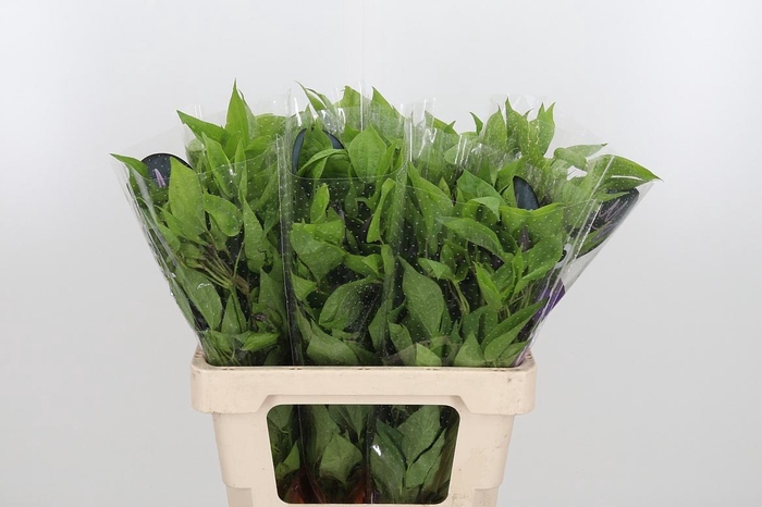 <h4>Clem Amazing Havana</h4>