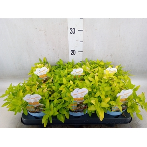 Origanum vulgare 'Aureum'