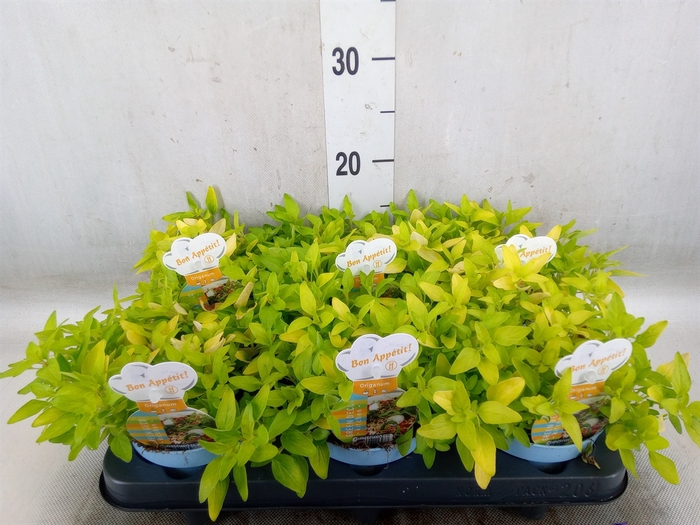 <h4>Origanum vulgare 'Aureum'</h4>