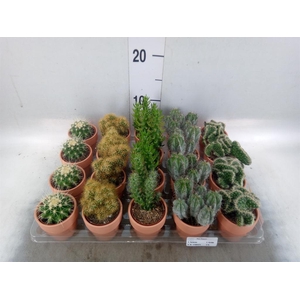 Cactus   ...mix  5